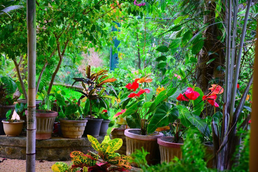 Hotel Mount View Polonnaruwa Zewnętrze zdjęcie